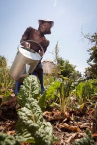 Gemeinschaftsgarten Chitungwiza